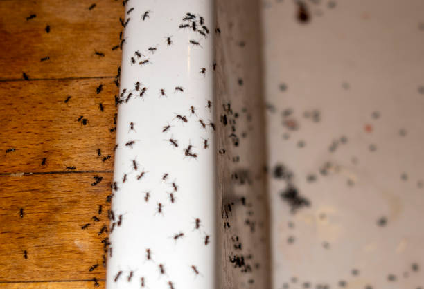 Best Spider Control Near Me  in Owenton, KY