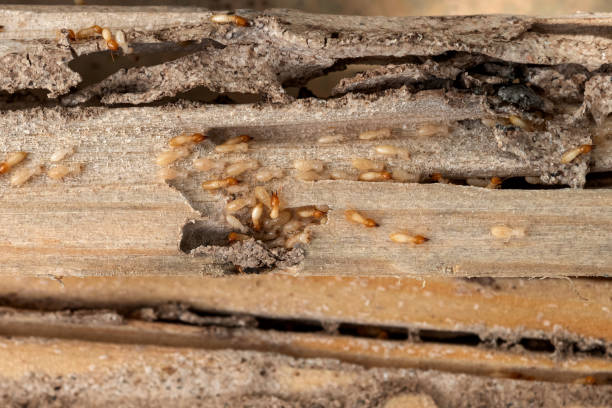 Best Pest Removal Services  in Owenton, KY